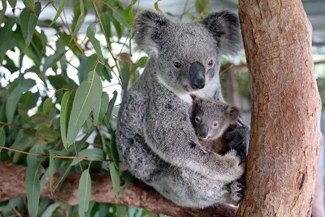 This undated handout picture taken recently by Ben Beaden and released to AFP by the Australia Zoo on June 16, 2015 shows Koala mum named “Lizzy” cuddling her baby “Phantom” at the Australia Zoo Wildlife Hospital at Beerwah in Queensland state. Lizzy is recovering well after her surgery last week while Phantom is putting on weight as well which is a great sign for the health of both mother and baby. (Photo by Ben Beaden/AFP Photo)