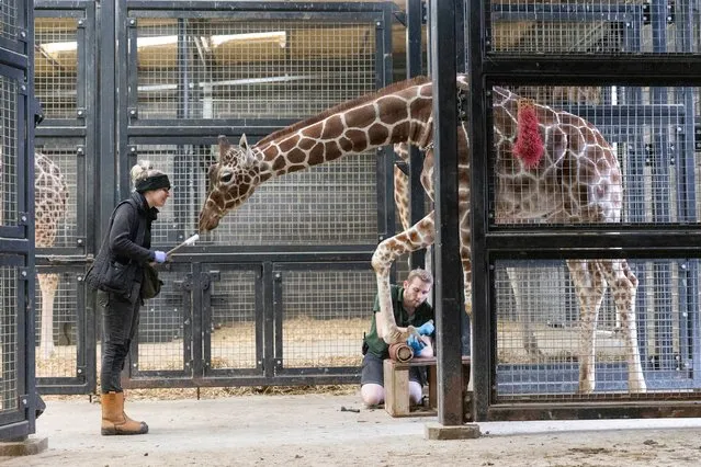 Zookeepers, Alison Wigmore and Nick McVay inspect Khari the reticulated giraffe’s hooves during the annual animal health check at Chessington World of Adventures Resort in Surrey, South East England on January 23, 2022. (Photo by PA Wire Press Association)