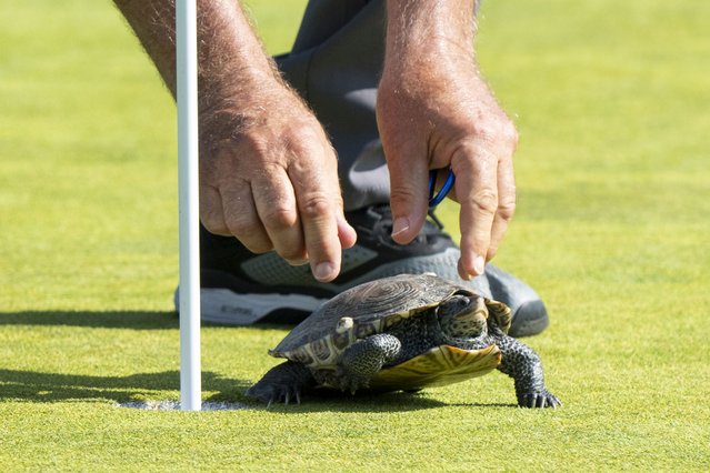 A turtle is removed by staff at the 11th hole during the first round of the ShopRite LPGA Classic golf tournament, Friday, June 7, 2024, in Galloway, N.J. (Photo by Chris Szagola/AP Photo)
