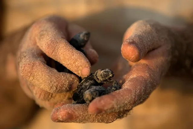 A child holds a newly-hatched baby sea turtle born at a protective nesting site set-up as part of the Israeli Sea Turtle Rescue Center's conservation programme, at a beach near Mikhmoret north of Tel Aviv, Israel September 9, 2019. (Photo by Amir Cohen/Reuters)