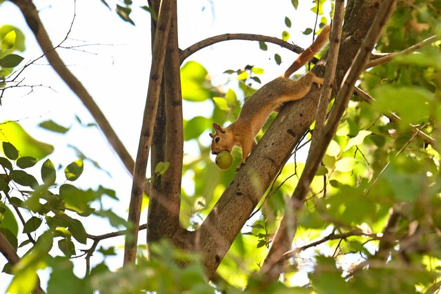 A squirrel holds a walnut in its mouth on a tree branch in Cukurca district of Hakkari, Turkiye on June 29, 2024. Having made a name for itself with cultural and sports activities, different events and photography marathons in recent years, Hakkari's Cukurca offers a unique visual variety to its visitors. (Photo by Ozkan Bilgin/Anadolu via Getty Images)