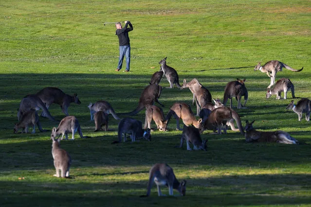 Canberra resident Bruce Gibbons is seen surrounded by grazing kangaroos as he plays a shot during a session on a practice fairway at Gold Creek Golf Club in Canberra, Australia, May 16, 2017. (Photo by Lukas Coch/Reuters/AAP)