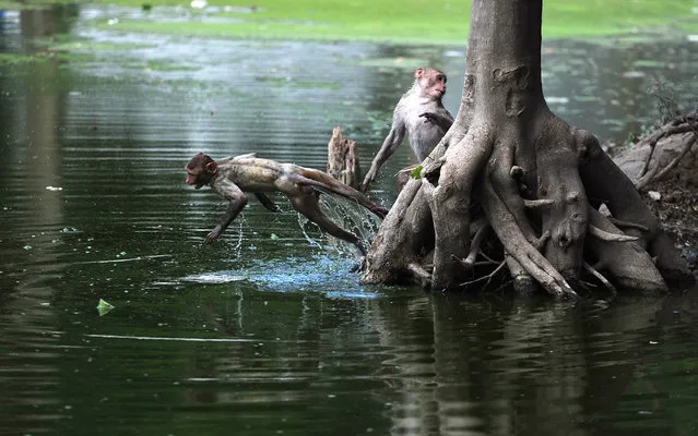 A monkey leaps into a pond on a hot day in Allahabad on May 19, 2017. (Photo by Sanjay Kanojia/AFP Photo)
