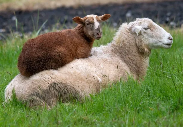 A lamb keeps warm and dry on its mothers back on a rainy and cold morning in their pasture near Elkton in southwestern Oregon on April 11, 2022. The National Weather Service has issued a Winter Weather Advisory for the area with a mixture of rain and snow expected over the next several days. (Photo by Robin Loznak/ZUMA Press Wire/Rex Features/Shutterstock)