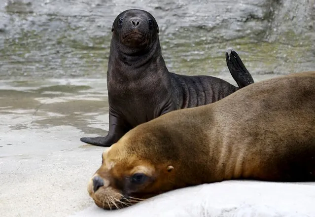 A ten days old South American sea lion pup sits next to its mother Lunita at the “Tiergarten Schoenbrunn” Zoo in Vienna, Austria, July 28, 2015. The pup was born in the zoo and weighs about 14 kilograms (30 pounds). (Photo by Leonhard Foeger/Reuters)