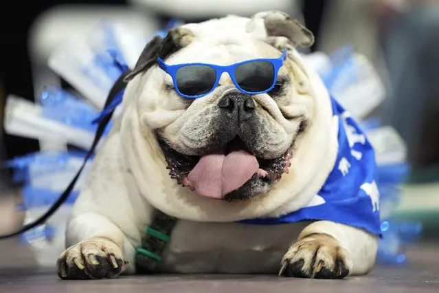 Lola, owned by Kate Hansen, of Des Moines, Iowa, waits to be judged at the annual Drake Relays Beautiful Bulldog Contest, Monday, April 25, 2022, in Des Moines, Iowa. The pageant kicks off the Drake Relays festivities at Drake University where a bulldog is the mascot. (Photo by Charlie Neibergall/AP Photo)