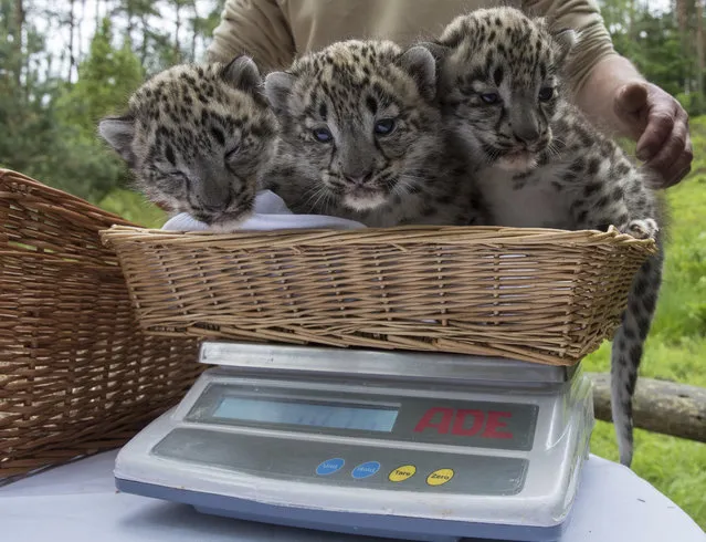 Three snow leopard cubs, born 32 days ago, are weighed at the Wildpark Lueneburger Heide wildlife park in Nindorf-Hanstedt, Germany, Thursday, June 8, 2017. (Photo by Ingo Wagner/DPA via AP Photo)