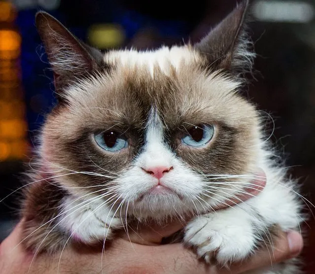 Grumpy Cat in Las Vegas, America on August 5, 2014. Grumpy Cat aka Tardar Sauce has died  on May 14, 2019 at home in Arizona at the age of seven due to complications from a urinary tract infection. Her family's statement said: “Besides being our baby and a cherished member of the family, Grumpy Cat has helped millions of people smile all around the world - even when times were tough. Her spirit will continue to live on through her fans everywhere. Grumpy's Family – Tabatha, Bryan and Chyrstal”. (Photo by Mediapunch/Shutterstock)