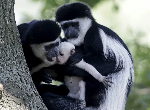 Guereza monkeys (Colobus Guereza) hold a newborn baby at Prague Zoo, Czech Republic, August 7, 2015. (Photo by David W. Cerny/Reuters)