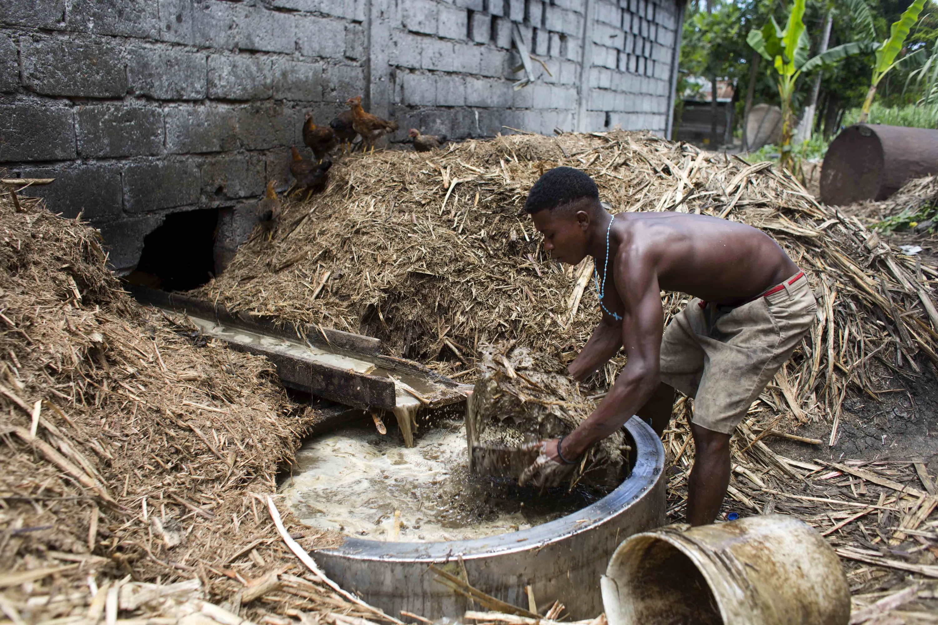 Сахарный тростник производство. Гаити сахарный тростник. Сельское хозяйство Гаити. Гаити промышленность. Добыча сахара из тростника.