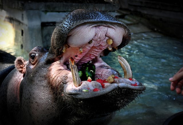 A hippopotamus eats frozen watermelon to cool off at the “Bioparco” zoo during a heat wave in Rome on July 15, 2023. Record heat is forecast around the world from the United States, where tens of millions are battling dangerously high temperatures, to Europe and Japan, in the latest example of the threat from global warming. Italy faces weekend predictions of historic highs with the health ministry issuing a red alert for 16 cities including Rome, Bologna and Florence. (Photo by Tiziana Fabi/AFP Photo)