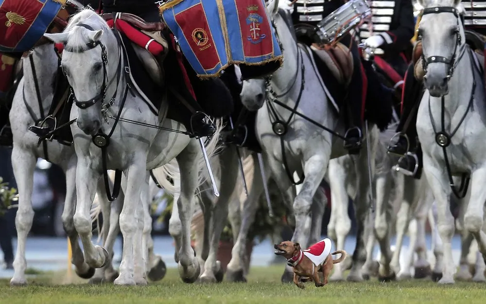 The Week in Pictures: Animals, Jule 12 – Jule 19, 2014