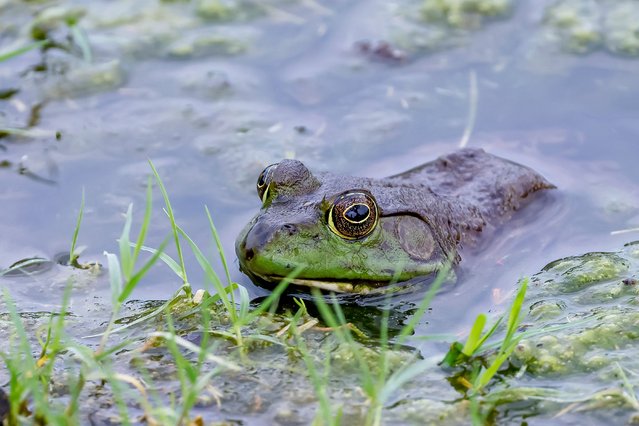 An American bullfrog waits for a meal in a pond protecting the green on the thirteenth hole during a practice round for the 2022 PGA Championship golf tournament at the Southern Hills Country Club in Tulsa, Oklahoma, USA, 17 May 2022. (Photo by Erik S. Lesser/EPA/EFE)