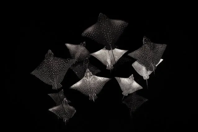 Black-and-white category runner-up: Constellation of Eagle Rays by Henley Spiers (UK) in Como Cocoa, South Malé Atoll, Maldives. A school of spotted eagle rays. (Photo by Henley Spiers/Underwater Photographer of the Year 2020)