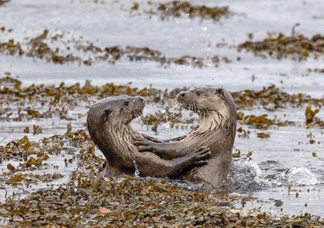 Two otters playfully wrestle in the waters off the Isle of Mull, Scotland in the first decade of November 2024. (Photo by Pete Walkden/Solent News)