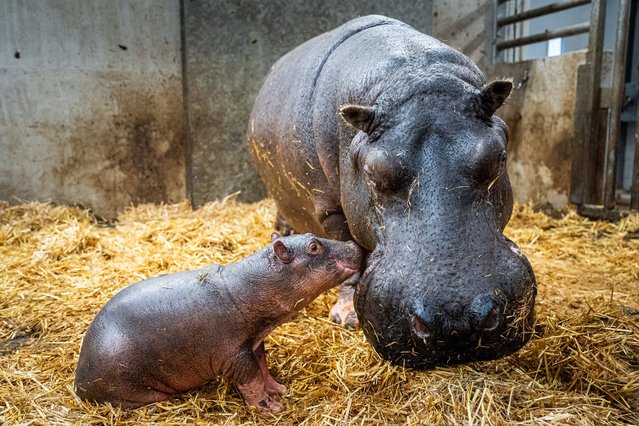 This photograph shows a young female hippopotamus (L) and her 35-year-old mother at zoo WILDLANDS Adventure Zoo Emmen, in Emmen on November 15, 2024. (Photo by Jaspar Moulijn/ANP via AFP Photo)