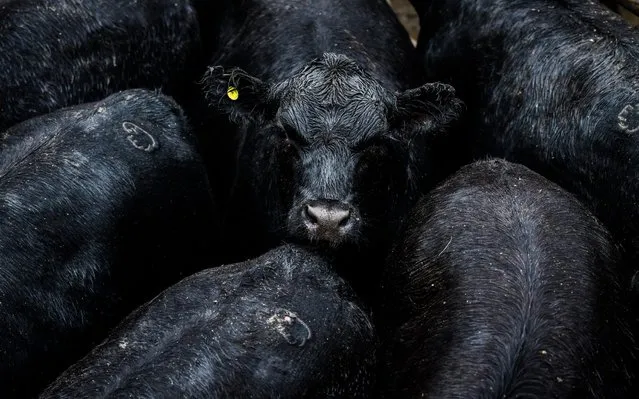 An Angus cow looks on as it kept in a pensat the auction yard of Liniers Cattle Market on March 25, 2020 in Buenos Aires, Argentina. Price of livestock suffered raises of around 17% since March 6 after a 4-day farmers strike, heavy rains, production slowdowns in meat packing plants and a high demand before quarantine against COVID-19. As a sanitary precaution measure, no in person auctions are allowed and all deals are closed by telephone or online. (Photo by Amilcar Orfali/Getty Images)