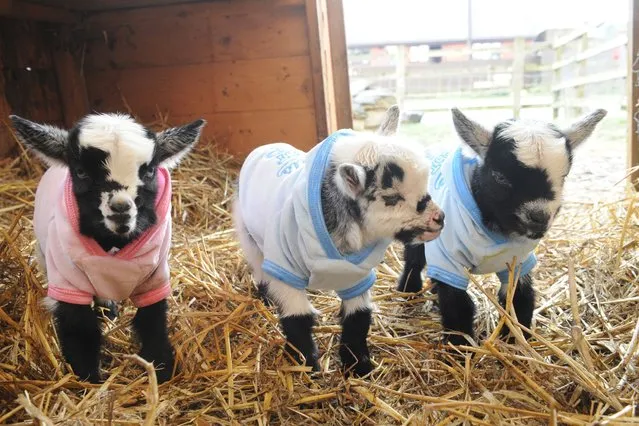 These week-old pygmy goats have been snuggling up in their own jumpers – after becoming internet sensations. (Photo by Caters News)