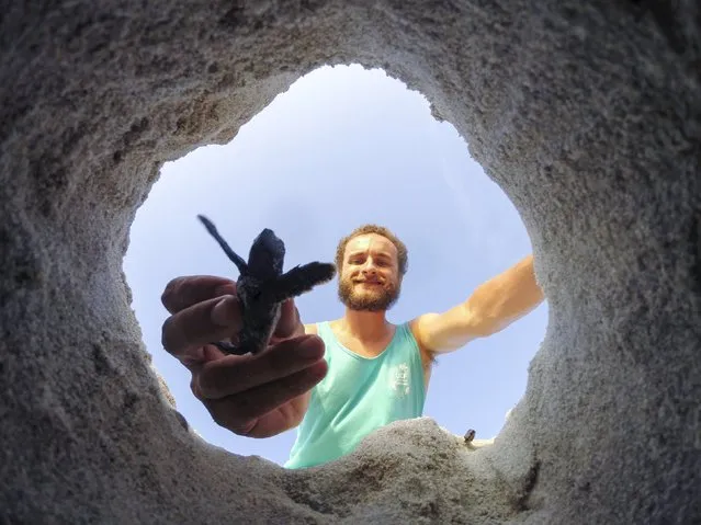 A member of the UCF Marine Turtle Research Group excavates a nest of green sea turtle hatchlings in Archie Carr National Wildlife Refuge in Florida in this handout provided on September 1, 2015 by University of Central Florida, Gustavo Stahelin. The number of endangered green sea turtle nests built in an important Florida refuge is making an impressive comeback 37 years after the reptile was declared in danger of extinction, experts said on September 1, 2015. (Photo by Gustavo Stahelin/Reuters/University of Central Florida)