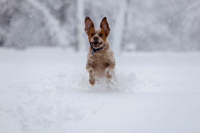Dog runs through the snow covered Kosutnjak Forest during heavy winter snowfall in Belgrade, Serbia, on December 24, 2024. (Photo by Djordje Kojadinovic/Reuters)