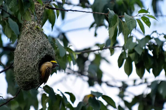 Baya weaver bird building its nest at Kirtipur; Kathmandu, Nepal on Monday, April 27, 2020. (Photo by Narayan Maharjan/NurPhoto via Getty Images)