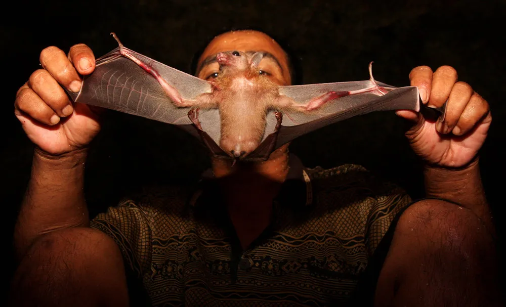 Bats Consumed for Good Health in Indonesia