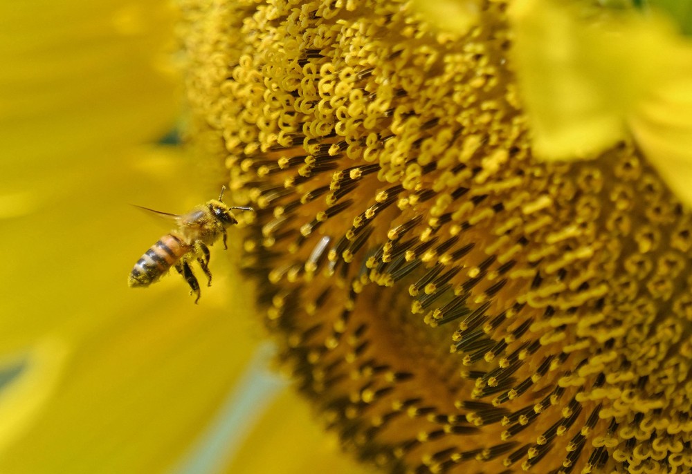 Some Photos: Insects