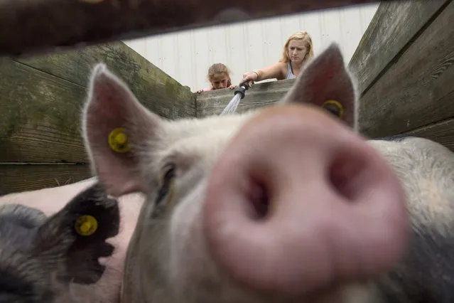 (L-R) Blair Heath, 12 and her sister Delaney Heath, 13 wash their pigs prior to the upcoming competition at the Howard County Fair in West Friendship, MD on August 9, 2016. Cloud cover made for a gorgeous day to watch slack rodeo competitions, watch kids compete in livestock contests and later on, take a spin in the amusement park. The fair started on Saturday and will end this Saturday evening. (Photo by Linda Davidson/The Washington Post)