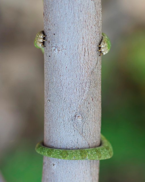 A tiny chameleon who didn't quite understand how its camouflage mechanism suppose to work in Ramat-Gan, Israel. (Photo by Nadav Begim/Comedy Wildlife Photography Awards/Barcroft Media)