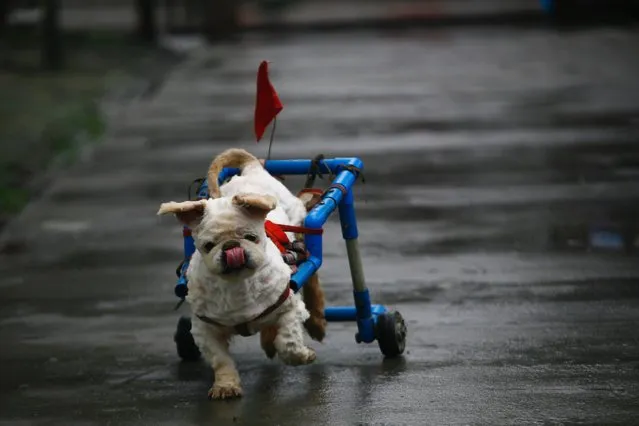 A dog injured in the Sichuan earthquake walks with its “wheelchair” at the Home of Love Little Animal Protection Center, May 5, 2009, in Chengdu, China. (Photo by China Photos/Getty Images)