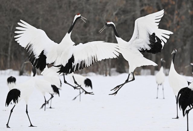 Red-crowned cranes, designated as a Japanese special national treasure, are in mating season on their snow-covered feeding grounds in the Hokkaido village of Tsurui, northern Japan, on February 17, 2025. (Photo by Kyodo/Newscom/Avalon)