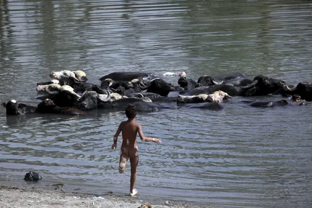 A boy walks to swim in a swamp with a herd of buffaloes in in Najaf, September 21, 2015. (Photo by Alaa Al-Marjani/Reuters)