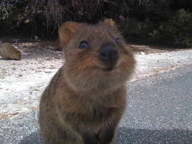 Quokka The Happiest Animal in the World