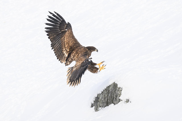 A Sea Eagle lands on a rock on the coast on March 27, 2025 in Nuuk, Greenland. A visit this week to Greenland by a US delegation - including Vice President JD Vance, his wife and other officials - has provoked angry reactions from politicians here and in Denmark, which governs the foreign and defense policies of the semiautonomous island. The American delegation's visit follows vows by US President Donald Trump to gain control of Greenland “one way or the other”, citing its strategic importance to the US. (Photo by Leon Neal/Getty Images)