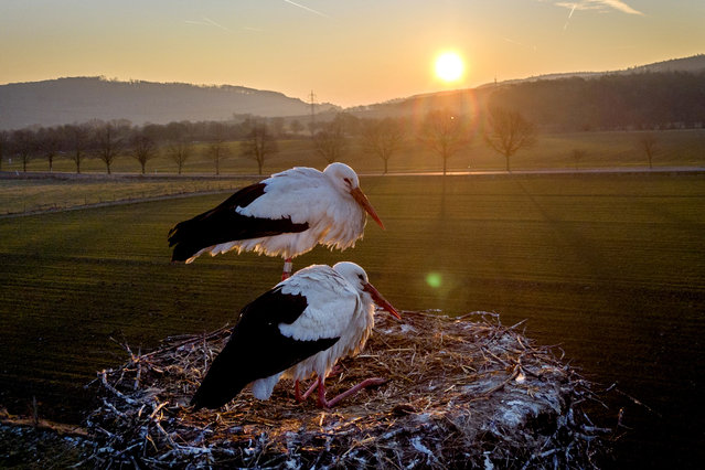 A stork couple sees the sun rising after braving a night with minus seven degrees Celsius (19.4 Fahrenheit) on a field in Wehrheim near Frankfurt, Germany, Wednesday, February 19, 2025. (Photo by Michael Probst/AP Photo)