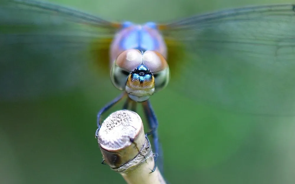 Some Photos: Insects