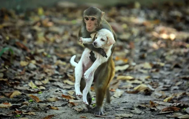 A monkey carrying a puppy are seen around the park in Dhaka, Bangladesh on November 11, 2022. A monkey was spotted carrying a puppy around the park. The monkey also carried the puppy on its lap and was seen jumping from a tree's branches. Even though monkeys and dogs do not necessarily bond, a different animal friendly relationship was seen in Dhaka. (Photo by Stringer/Anadolu Agency via Getty Images)