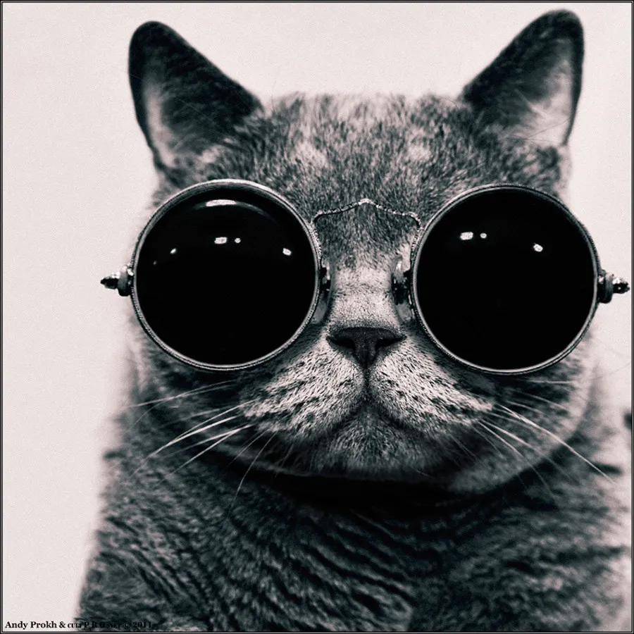 Little Girl and Tomcat By  Andy Prokh