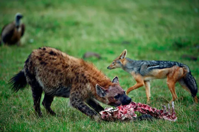 A spotted Hyena chews on a piece of carcass as a black-backed jackal and a rupples vulture wait nearby for a turn at the Ol Kinyei conservancy in Maasai Mara, in the Narok county in Kenya, on June 23, 2020. At the heart of the majestic plains of the Maasai Mara, the coronavirus pandemic has led to economic disaster for locals who earn a living from tourists coming to see Kenya's abundant wildlife Even before the virus arrived in Kenya mid-March, tourism revenues plummeted, with cancellations coming in from crucial markets such as China, Europe and the United States. (Photo by Tony Karumba/AFP Photo)