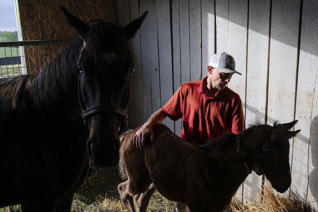 Jonathan Tincher tends to a foal during a veterinarian visit on Tuesday, May 6, 2025, in Nicholasville, Ky.  (Photo by Jon Cherry/AP Photo)