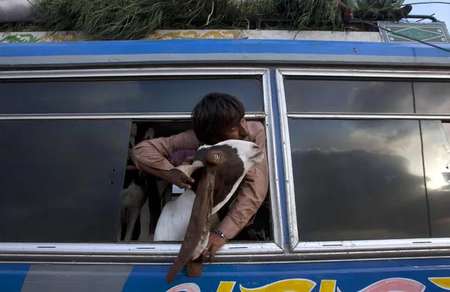 A Pakistani vendor holds a goat while looks out from the window of a bus upon arrival at a cattle market set up for the upcoming Muslims' festival Eid-al-Adha, Monday, September 14, 2015 in Karachi, Pakistan. Muslims all over the world celebrate the three-day festival Eid-al-Adha. (Photo by Shakil Adil/AP Photo)