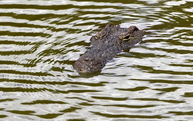 Thousands Of Crocodiles Escape From Farm