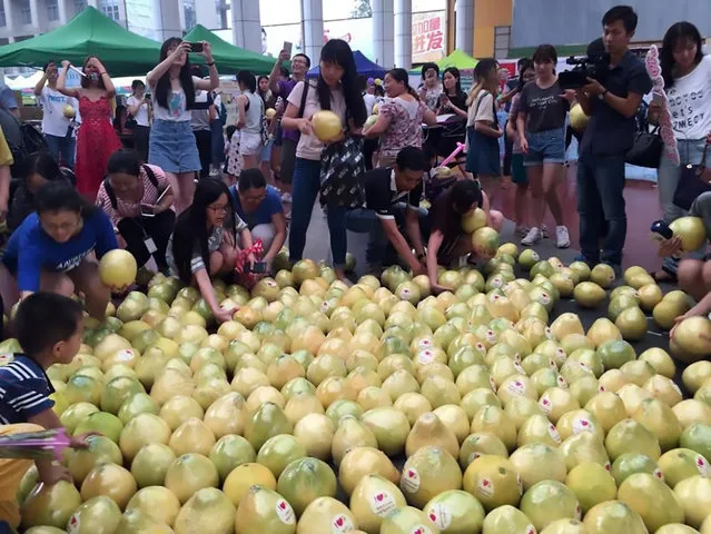 The pomelo being taken by other students in Guangzhou, capital of South China's Guangdong Province on September 6, 2016.