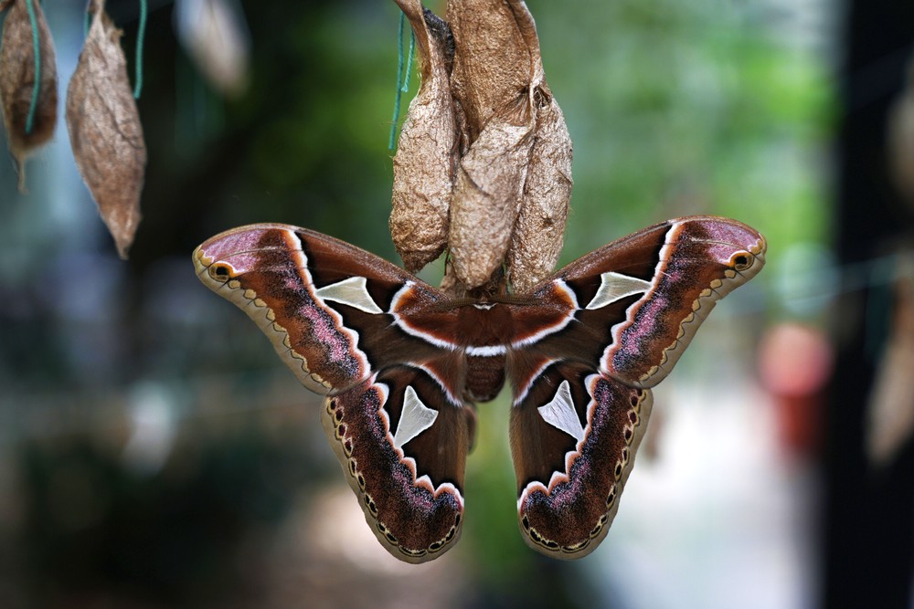 Some Photos: Insects