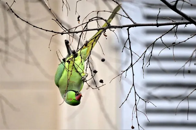 A ring-necked parakeet feeds in a tree in Marseille, southern France, on January 2, 2022. (Photo by Nicolas Tucat/AFP Photo)