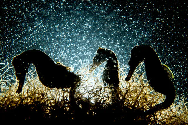 Macro category - winner. “Seahorse Density” by Shane Gross (Canada). Location: Bahamas. The pond where Gross photographed this has the highest density of seahorses on Earth, but finding three together was a real gift. One judge commented: “Shane’s captivating frame offers a really fresh interpretation on this iconic subject, with three individuals silhouetted in a soup of prey, against a carefully exposed backlight”. (Photo by Shane Gross/UPY 2018)
