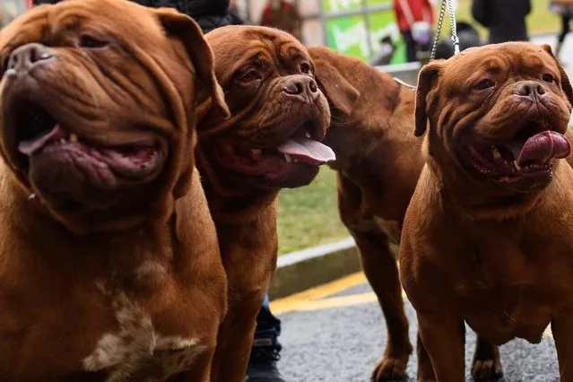 A group of Dogue de Bordeaux working dogs stand together as their owner arrives for the Crufts dog show at the NEC Arena on March 8, 2018 in Birmingham, England. (Photo by Leon Neal/Getty Images)