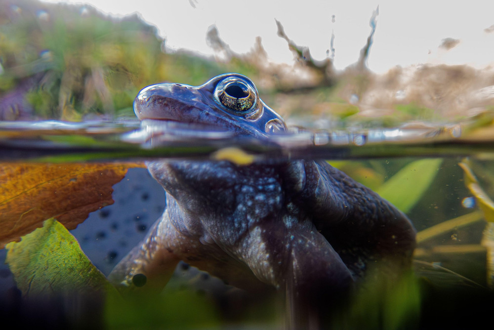 Some Photos: Animals