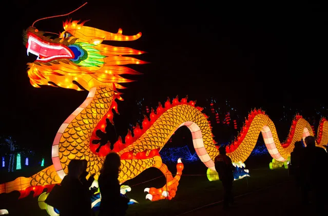 Festival Of Light visitors admire an illuminated Chinese dragon displayed in the grounds at Longleat on November 12, 2015 in Wiltshire, England. (Photo by Matt Cardy/Getty Images for Longleat)