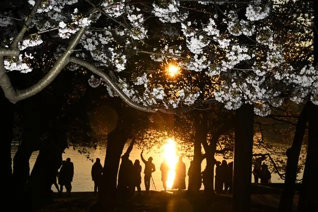 People gather to view blooming cherry blossoms and the rising sun along the Tidal Basin on Tuesday March 21, 2023 in Washington, DC. The blossoms are nearing peak bloom. (Photo by Matt McClain/The Washington Post)